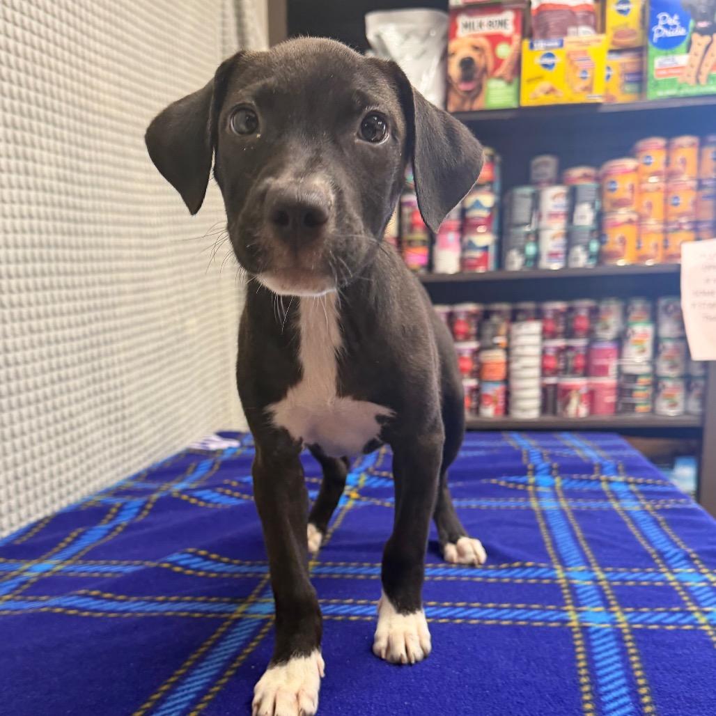 Enlarge Frappe, a Adoptable mixed breed in Bryan, TX image 3/6