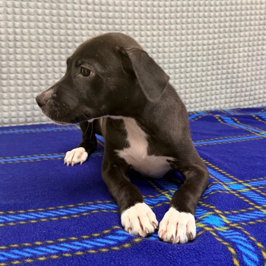 Enlarge Frappe, a Adoptable mixed breed in Bryan, TX image 4/6