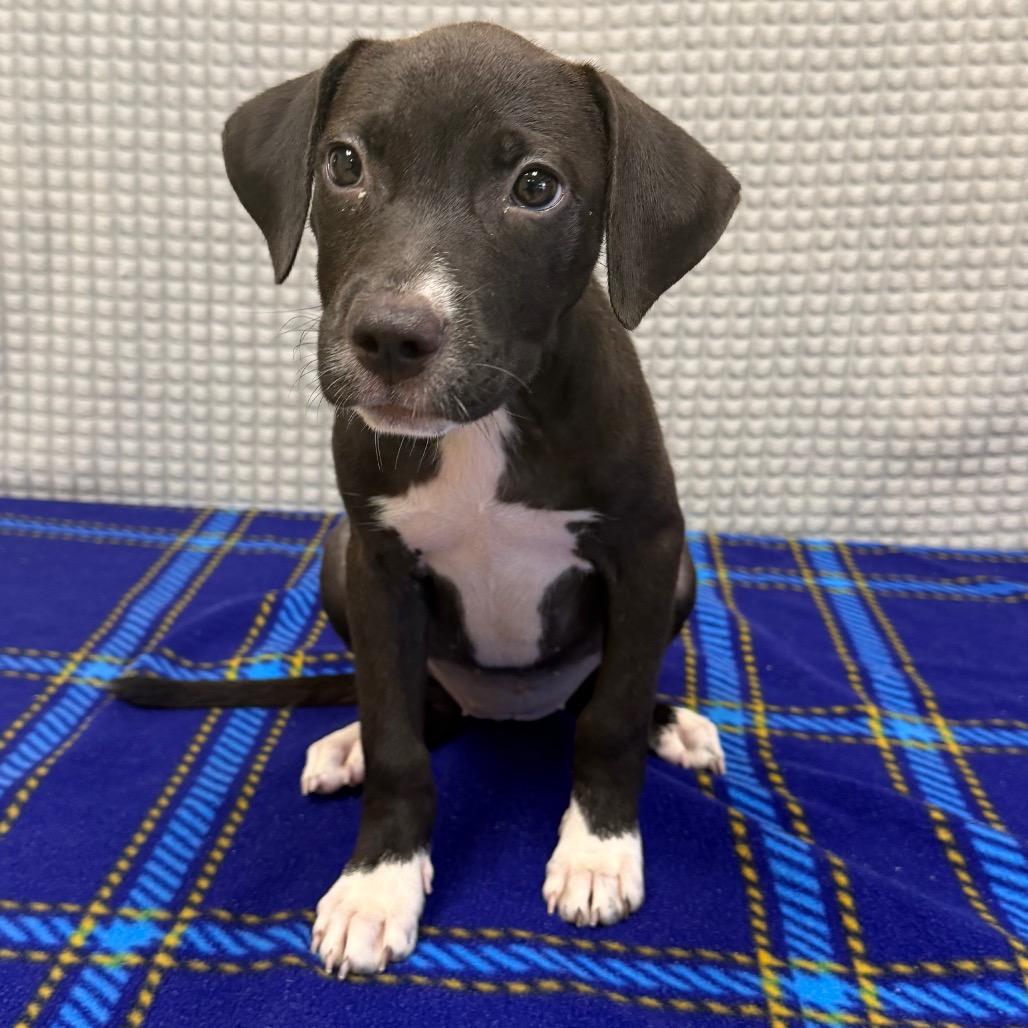 Enlarge Frappe, a Adoptable mixed breed in Bryan, TX image 5/6