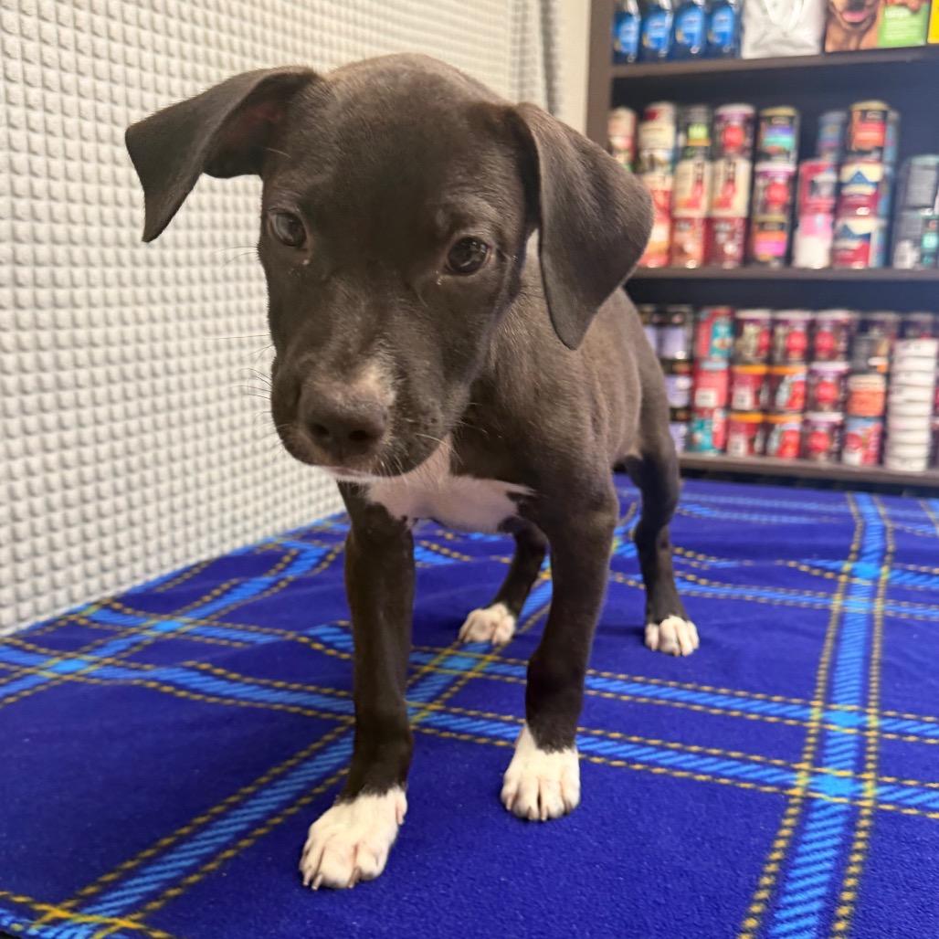 Enlarge Frappe, a Adoptable mixed breed in Bryan, TX image 6/6