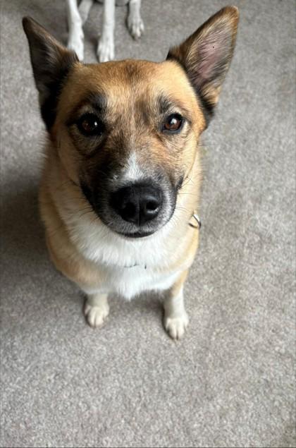 Enlarge Cheddar, a ADOPTABLE mixed breed in Downers Grove, IL image 2/3