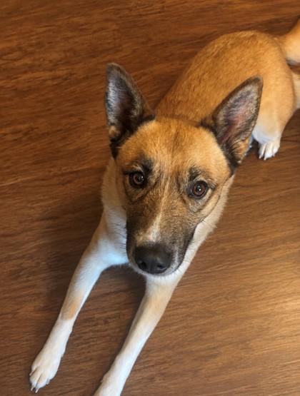 Cheddar, ADOPTABLE, Adult Female Husky.