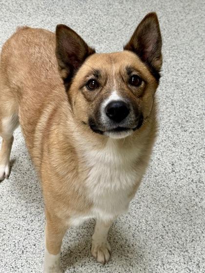 Enlarge Cheddar, a ADOPTABLE mixed breed in Downers Grove, IL image 3/3