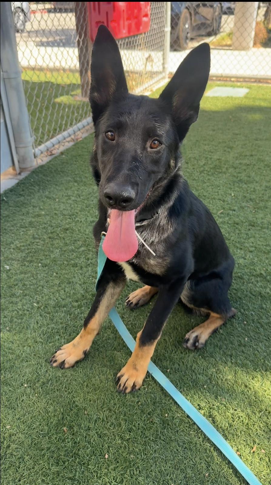 Enlarge Reign, a Adoptable mixed breed in Virginia Beach , VA image 1/1
