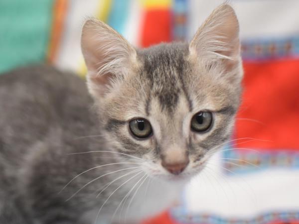 Audrey Ramirez, Adoptable, Kitten Female Domestic Short Hair.