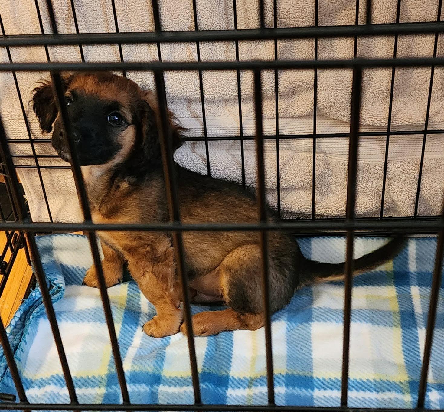 Enlarge Lilo and Stitch, a ADOPTABLE mixed breed in Dubuque, IA image 2/3