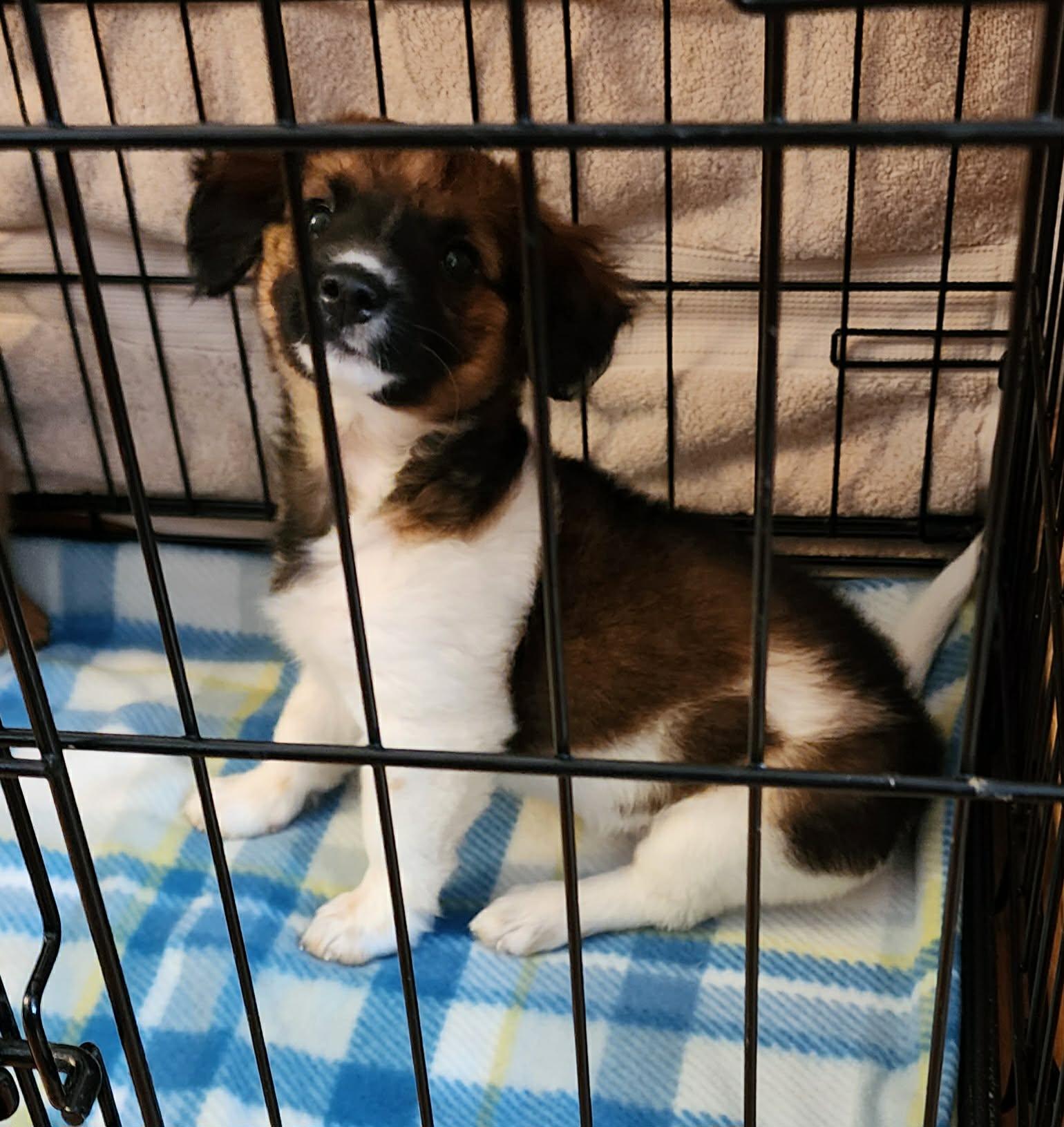 Enlarge Lilo and Stitch, a ADOPTABLE mixed breed in Dubuque, IA image 3/3