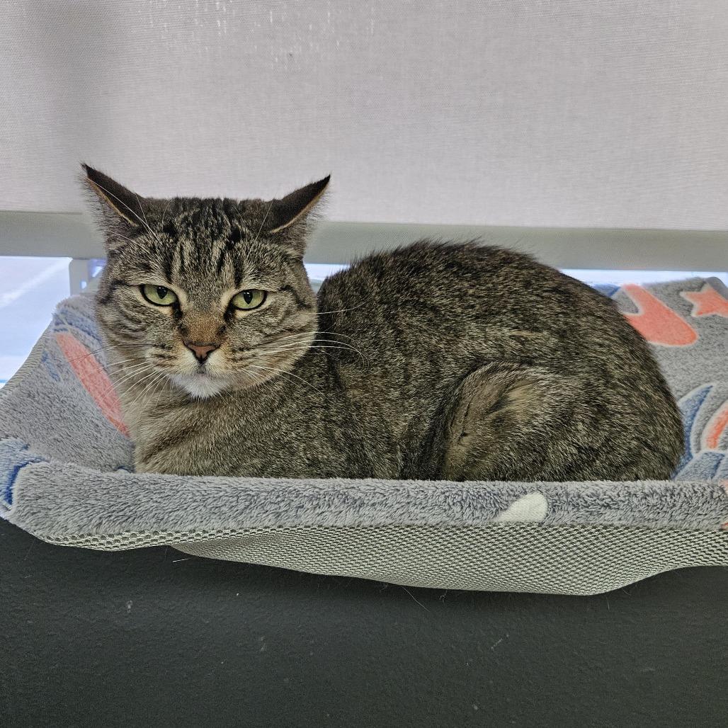 Enlarge Cecelia, a Adoptable Domestic Short Hair in Las Vegas, NV image 1/6