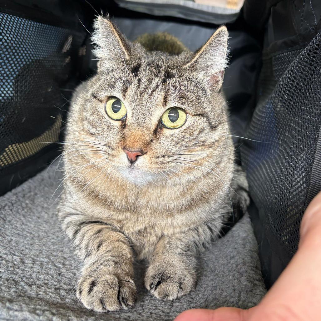 Enlarge Cecelia, a Adoptable Domestic Short Hair in Las Vegas, NV image 2/6