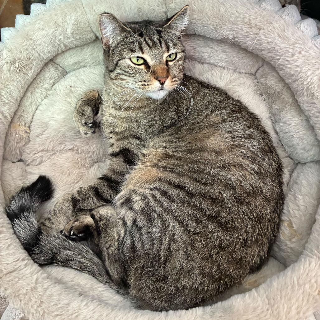 Enlarge Cecelia, a Adoptable Domestic Short Hair in Las Vegas, NV image 3/6