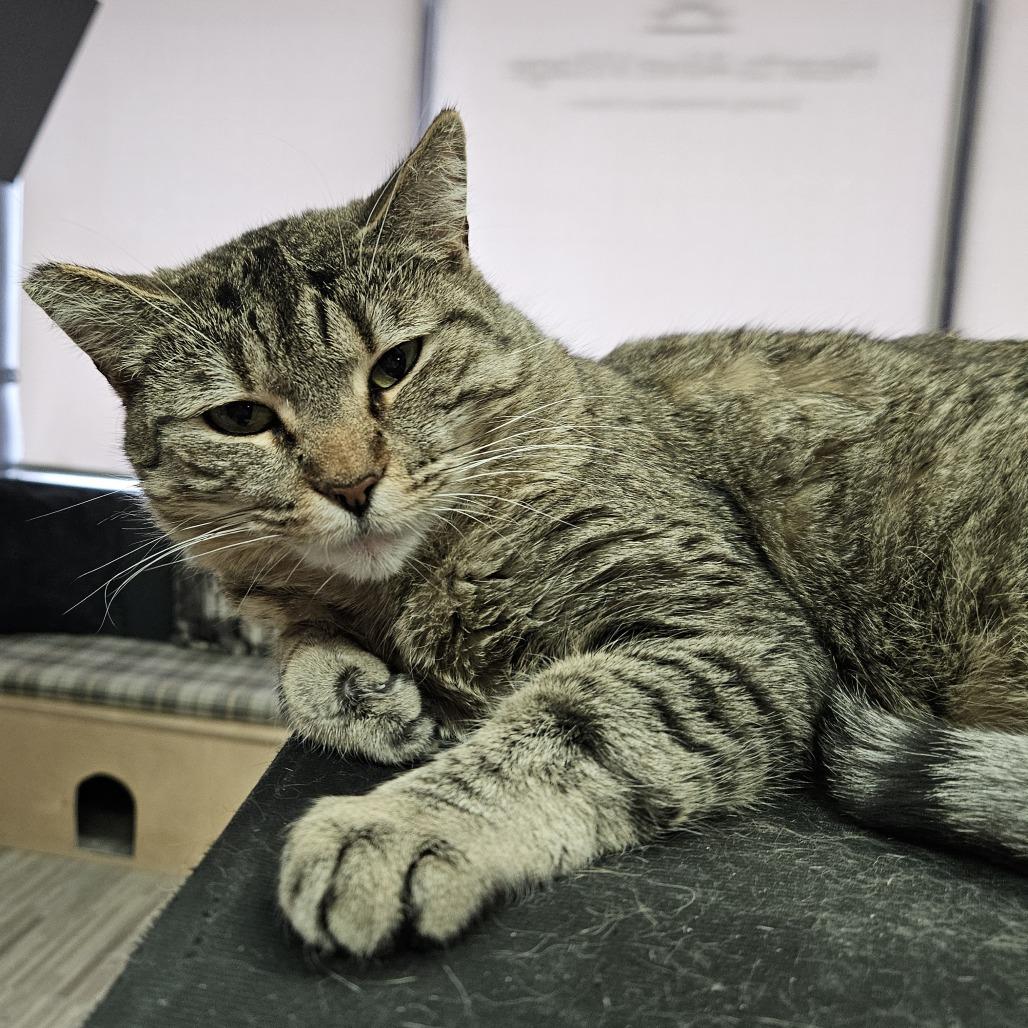 Enlarge Cecelia, a Adoptable Domestic Short Hair in Las Vegas, NV image 4/6