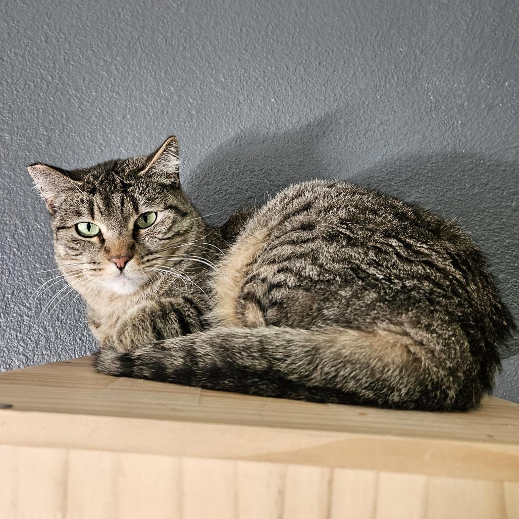 Enlarge Cecelia, a Adoptable Domestic Short Hair in Las Vegas, NV image 5/6