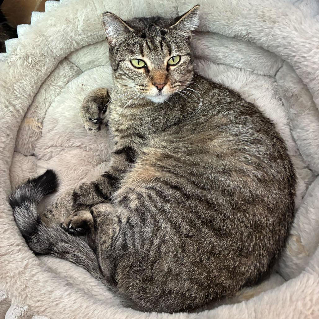 Enlarge Cecelia, a Adoptable Domestic Short Hair in Las Vegas, NV image 6/6