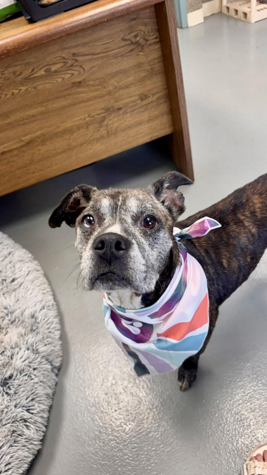 Enlarge Precious Kisses, a Adoptable mixed breed in Zimmerman, MN image 4/6