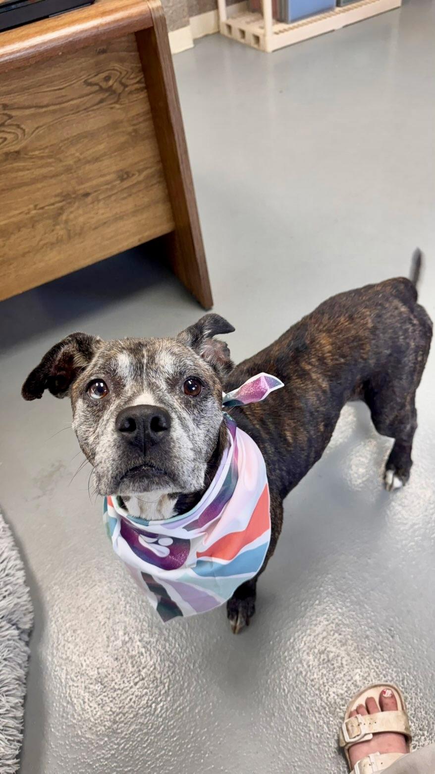 Precious Kisses, Adoptable, Senior Female Boxer.