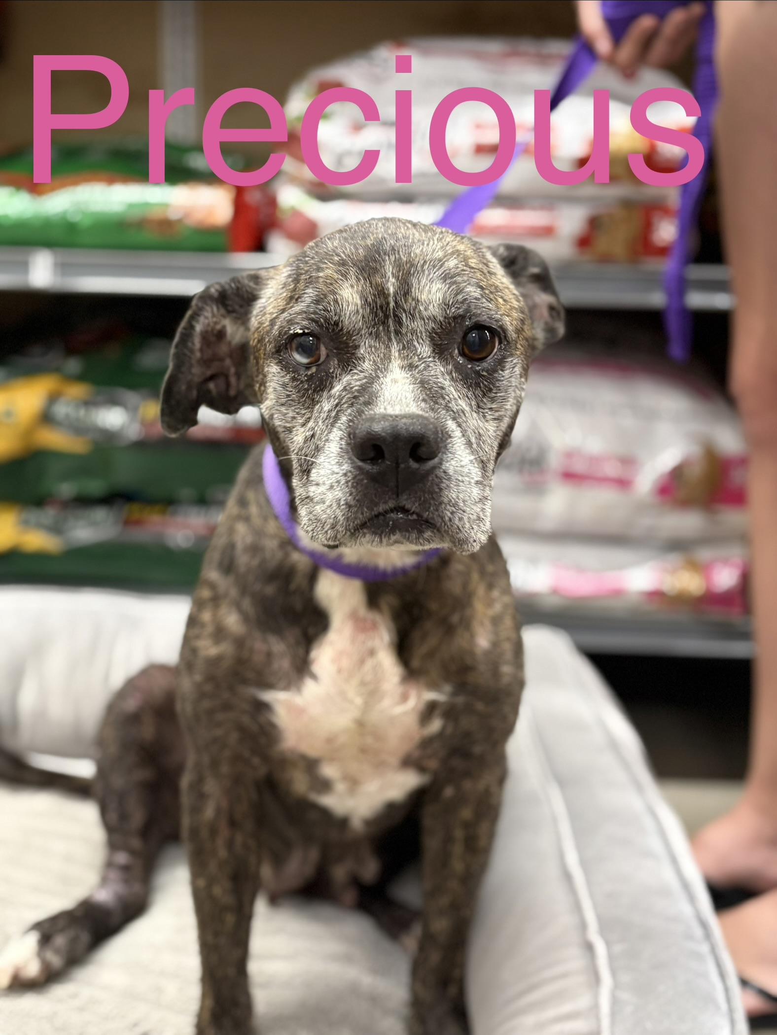 Enlarge Precious Kisses, a Adoptable mixed breed in Zimmerman, MN image 3/6