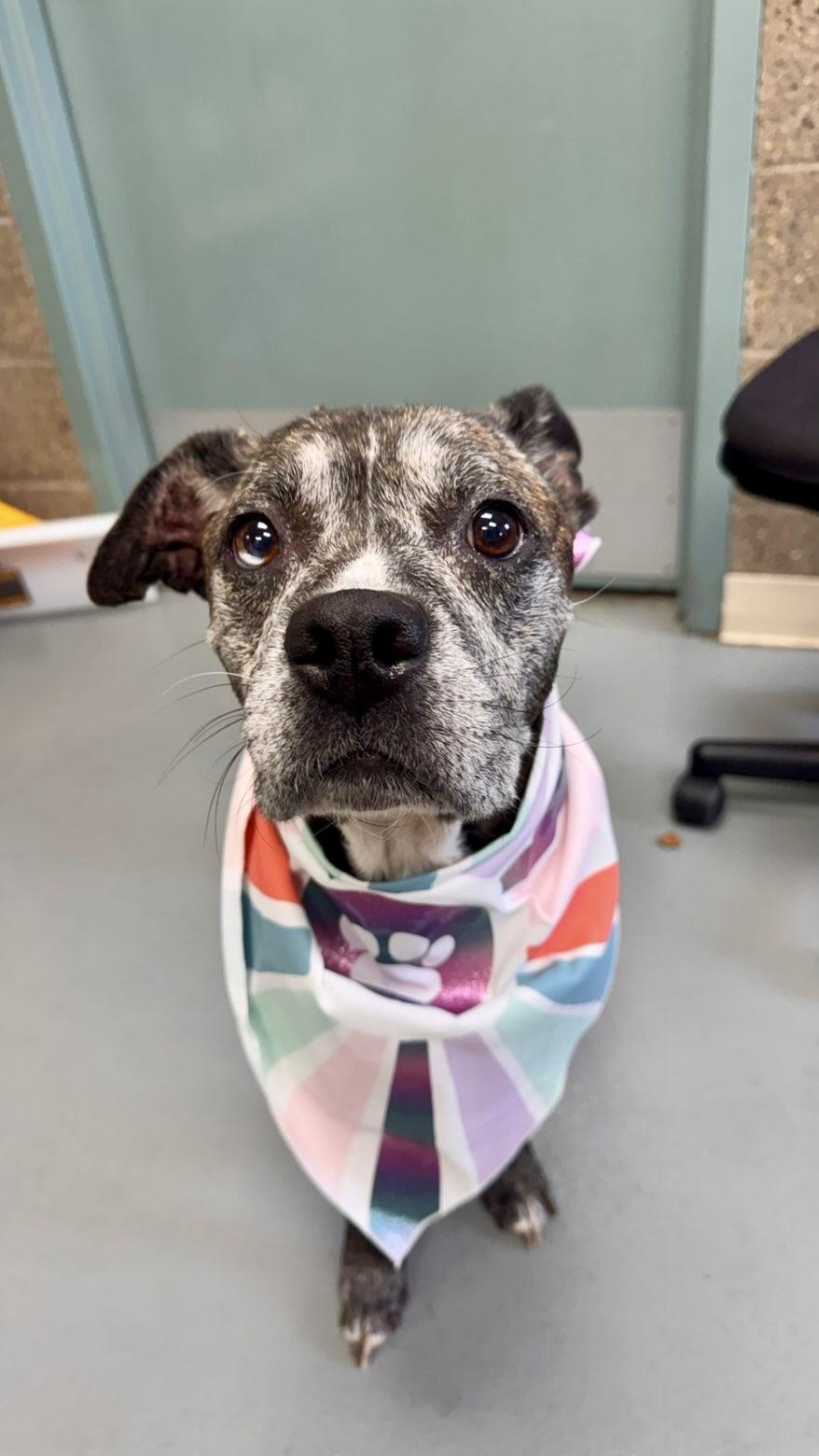 Enlarge Precious Kisses, a Adoptable mixed breed in Zimmerman, MN image 5/6