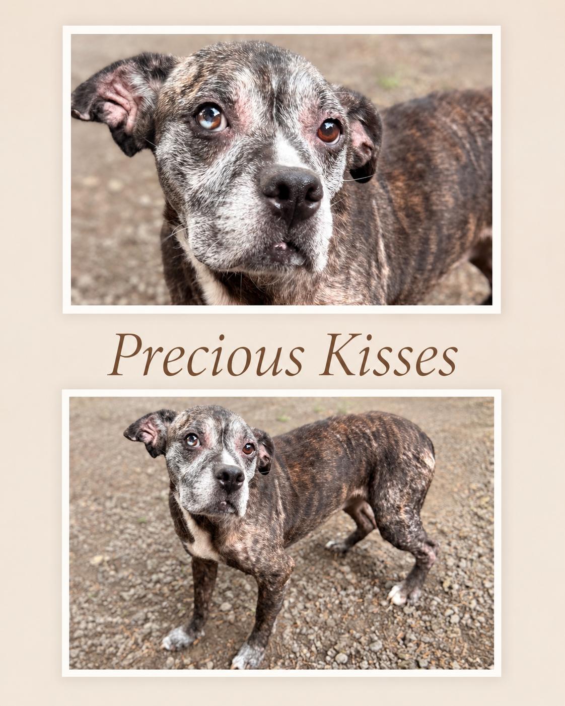 Enlarge Precious Kisses, a Adoptable mixed breed in Zimmerman, MN image 6/6