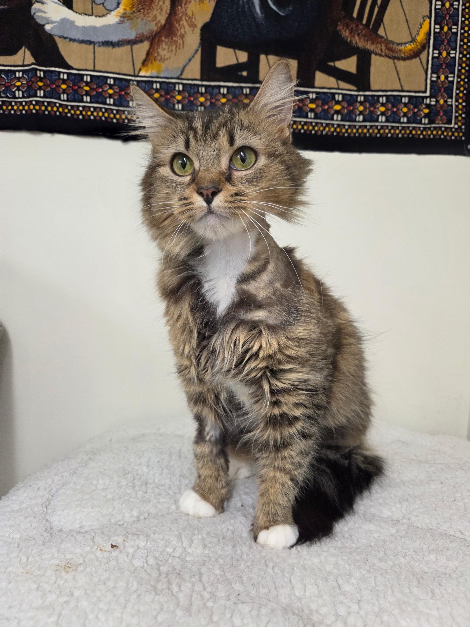 Pocahontas - ABBY Mr. Pets, ADOPTABLE, Adult Female Domestic Medium Hair.