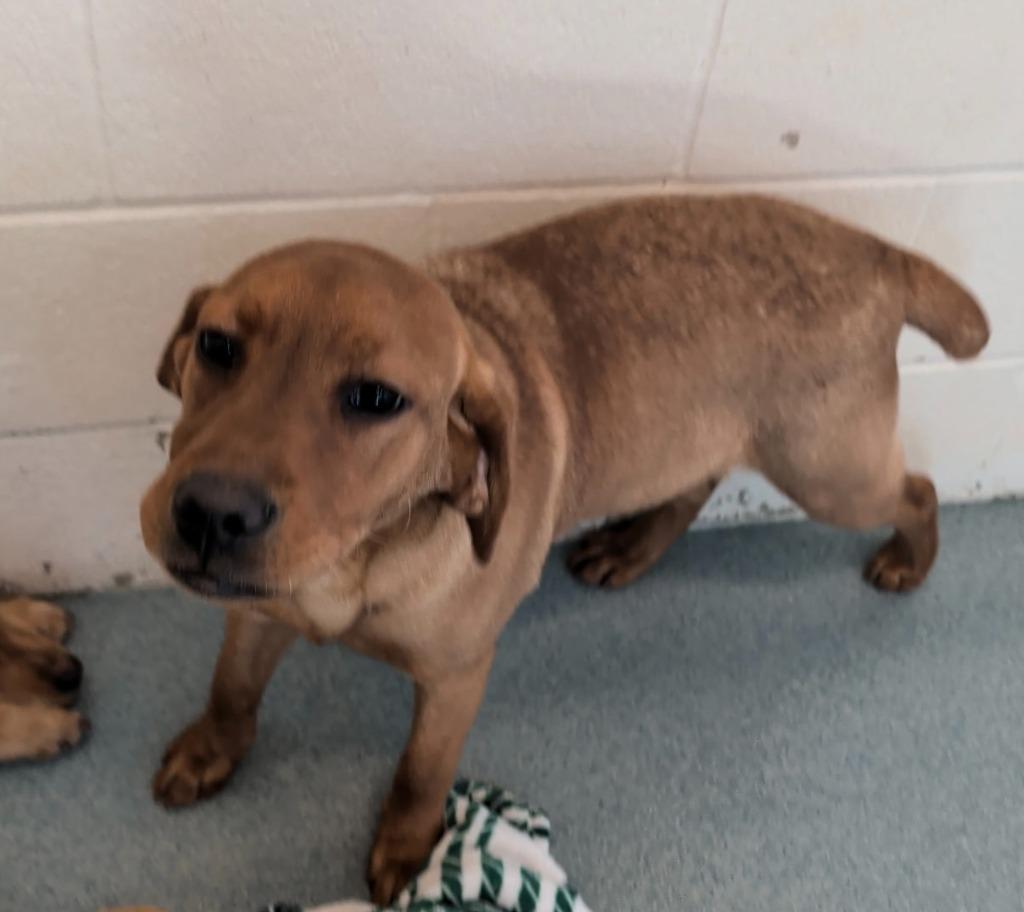 Chastin, Adopted, Puppy Female Golden Retriever & Mixed Breed.