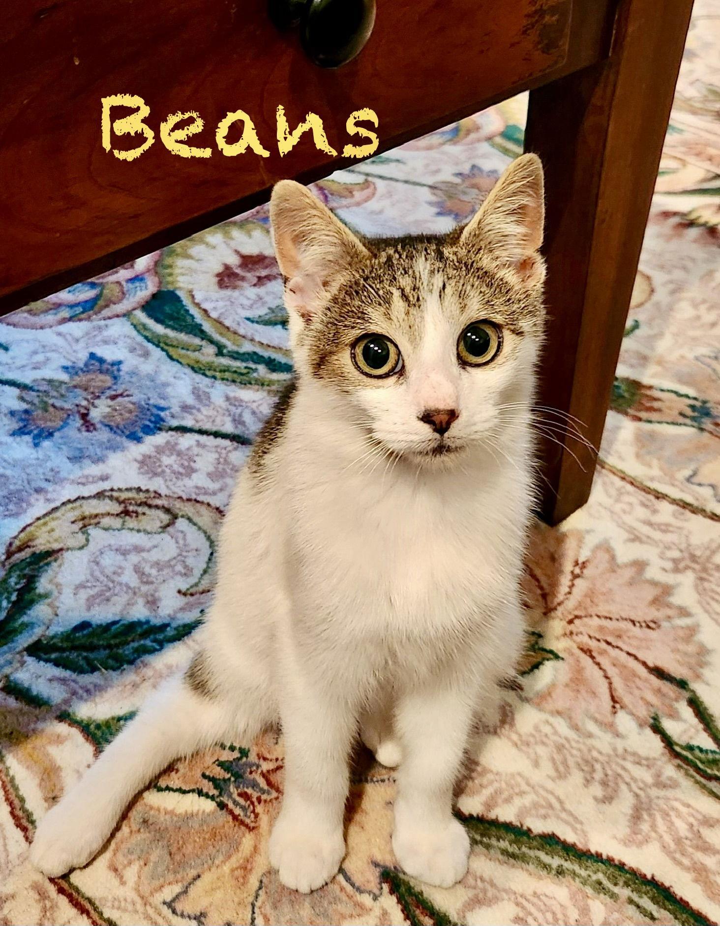 Beans, Adoptable, Kitten Male Domestic Short Hair.