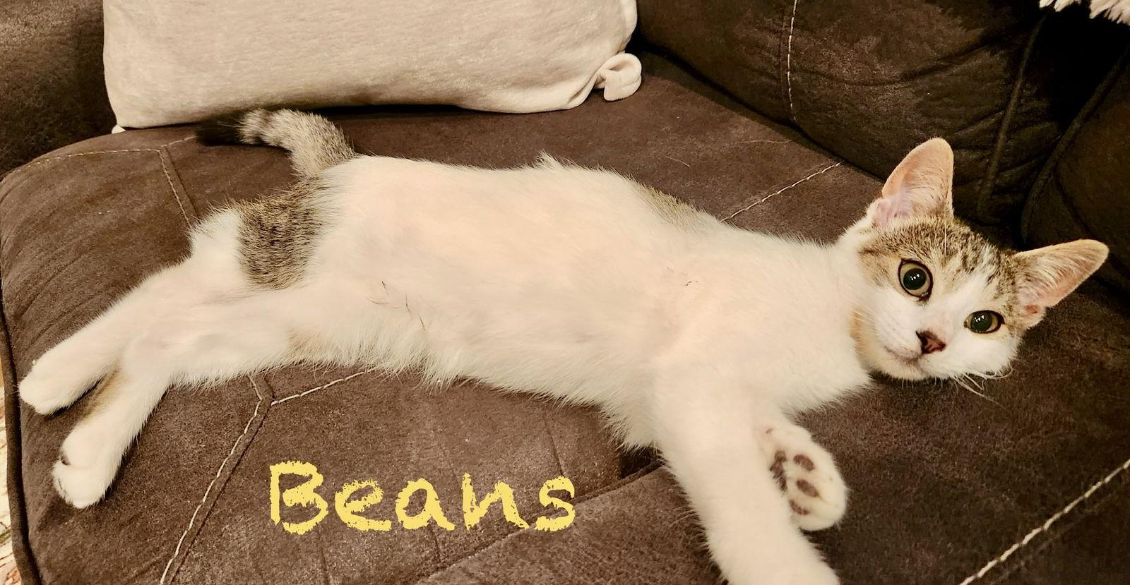 Enlarge Beans, a Adoptable Domestic Short Hair in Reston, VA image 2/2