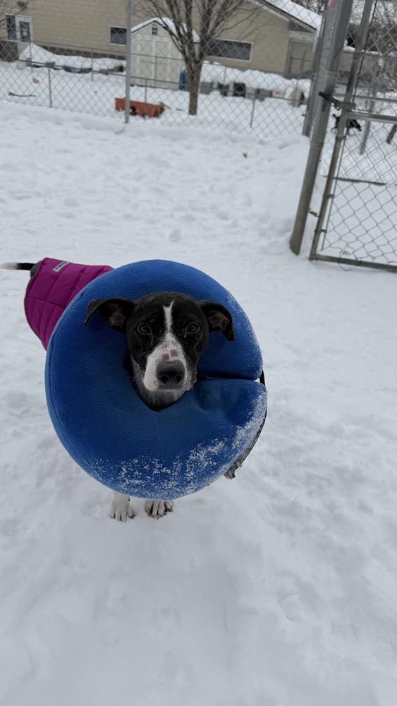 Bertha, Adoptable, Adult Female Terrier.
