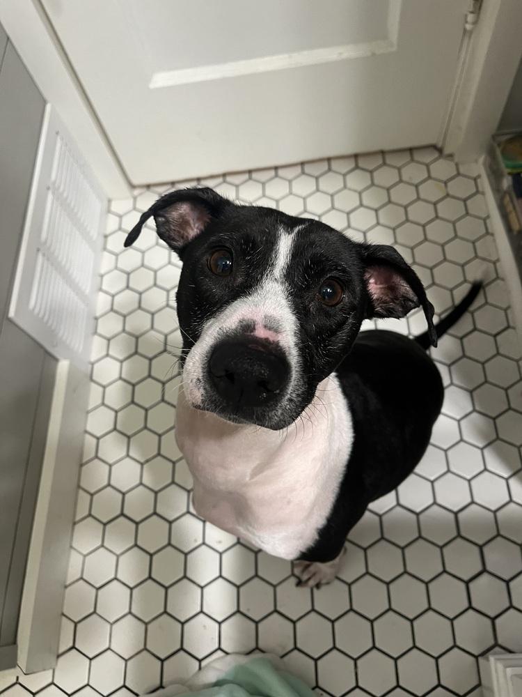 Enlarge Bertha, a Adoptable mixed breed in Kalamazoo, MI image 2/4