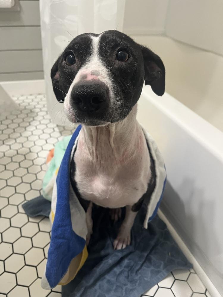 Enlarge Bertha, a Adoptable mixed breed in Kalamazoo, MI image 3/4