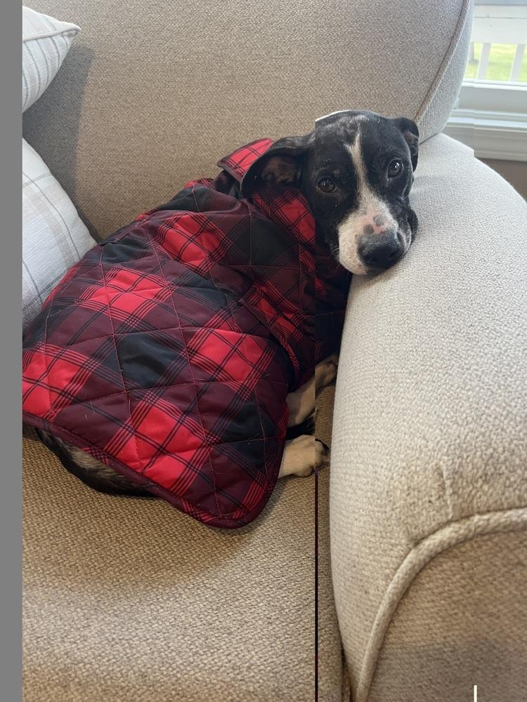 Enlarge Bertha, a Adoptable mixed breed in Kalamazoo, MI image 4/4