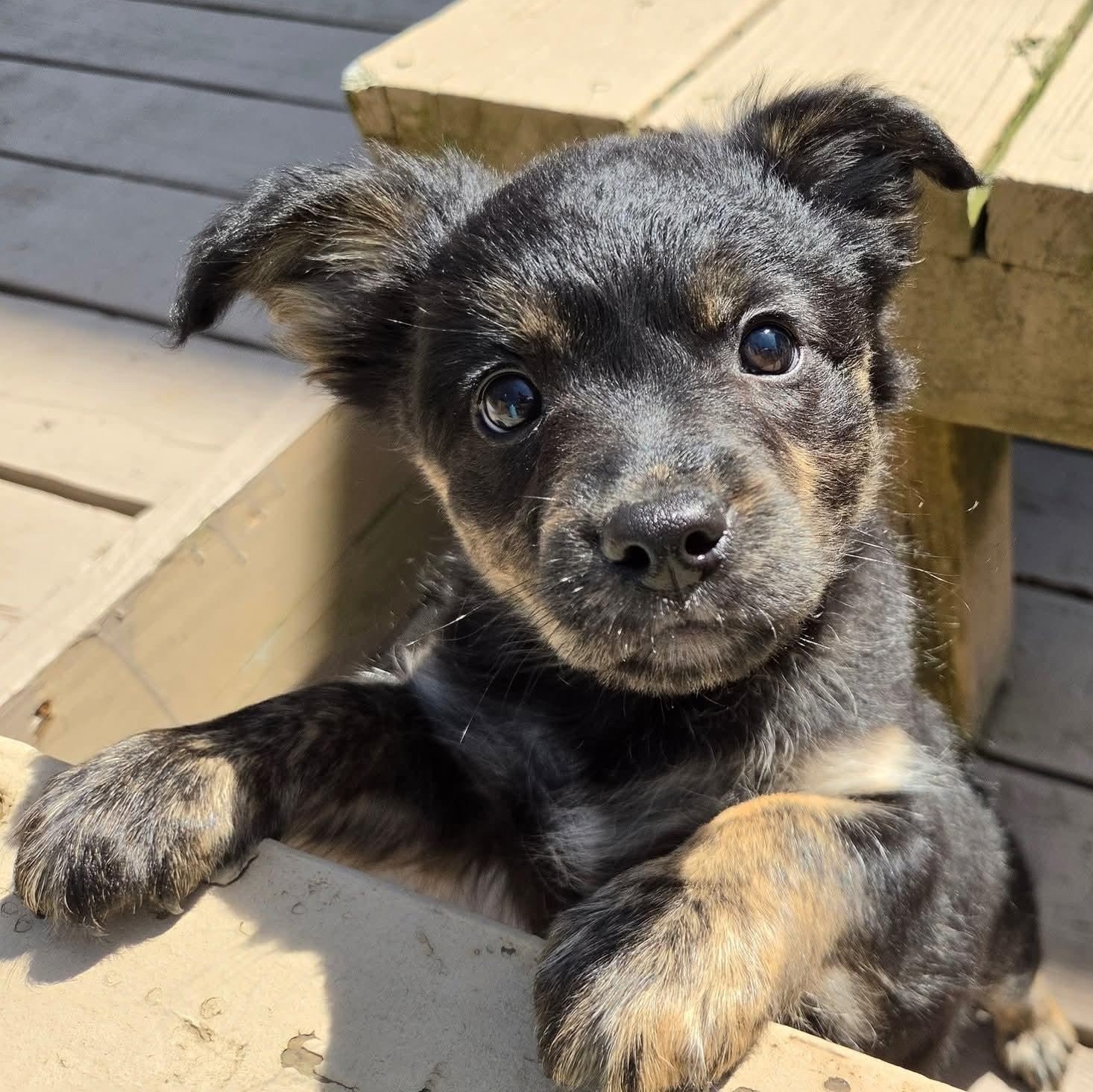 Enlarge Moira- Overwatch Support Squad , a Adoptable mixed breed in Kentwood, MI image 3/6