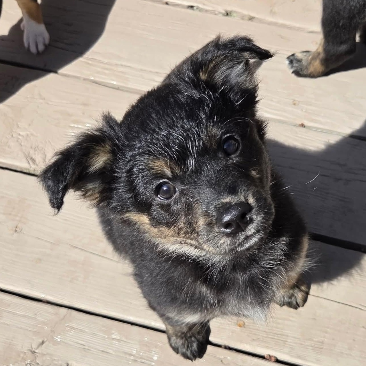 Enlarge Moira- Overwatch Support Squad , a Adoptable mixed breed in Kentwood, MI image 2/6