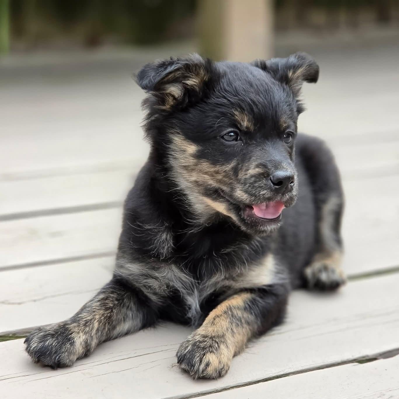 Enlarge Moira- Overwatch Support Squad , a Adoptable mixed breed in Kentwood, MI image 6/6