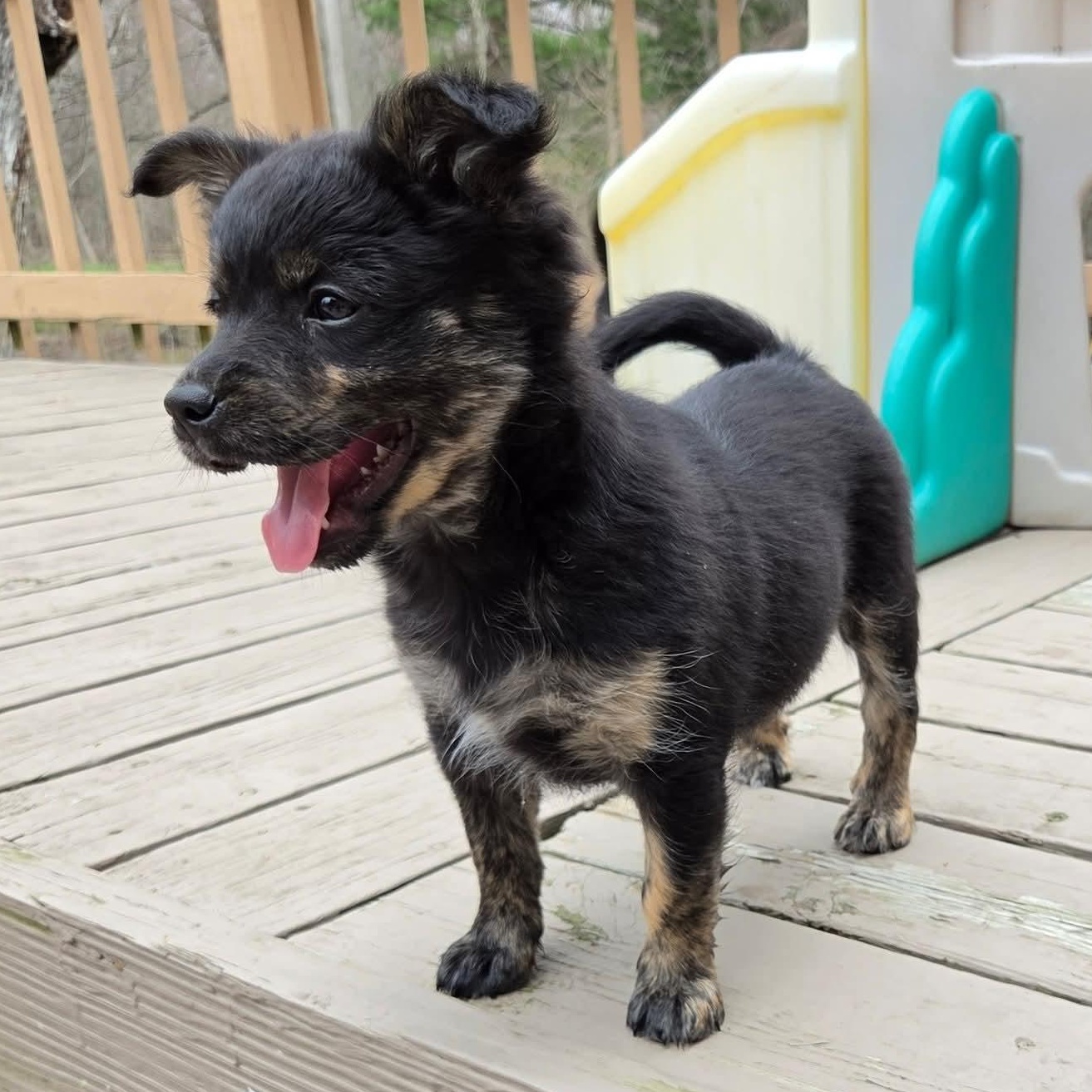 Moira- Overwatch Support Squad , Adoptable, Puppy Female Australian Shepherd.