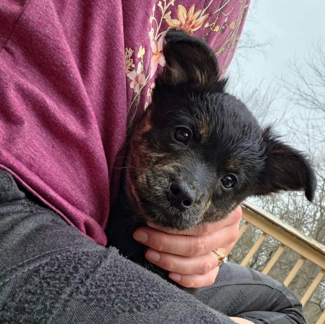 Enlarge Moira- Overwatch Support Squad , a Adoptable mixed breed in Kentwood, MI image 5/6