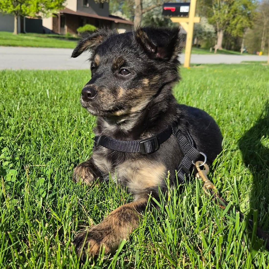 Moira- Overwatch Support Squad , Adoptable, Puppy Female Australian Shepherd.