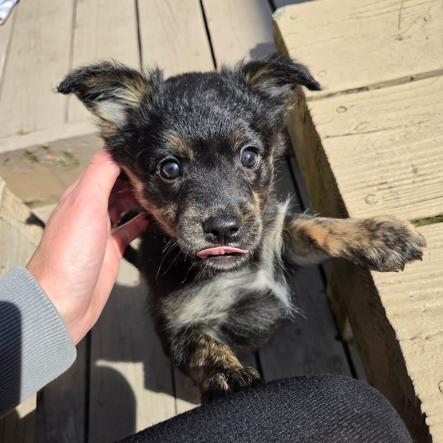 Enlarge Moira- Overwatch Support Squad , a Adoptable mixed breed in Kentwood, MI image 4/6