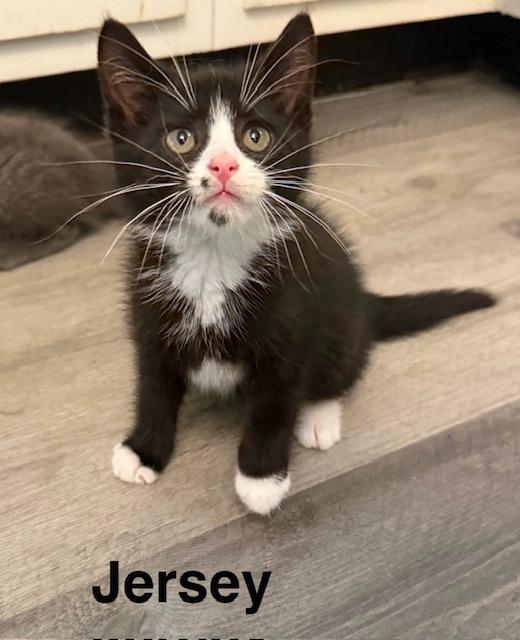 JERSEY