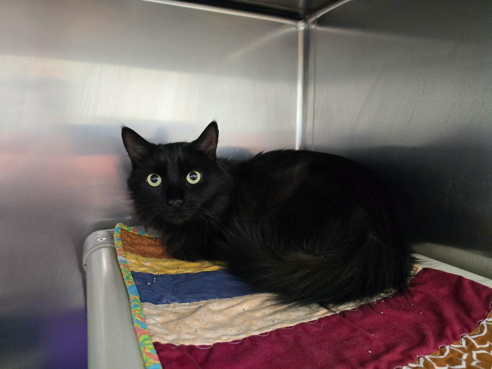 Furina, ADOPTABLE, Adult Female Domestic Long Hair.