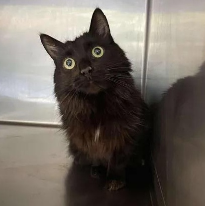 Enlarge Furina, a ADOPTABLE Domestic Long Hair in Winthrop, ME image 1/2