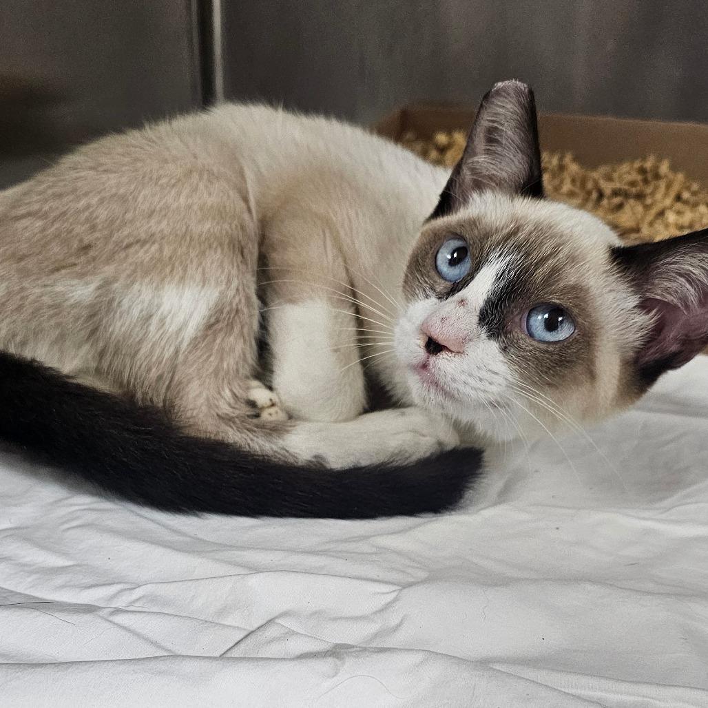 Enlarge Colquitt 22- Miso, a Adoptable Domestic Short Hair in Donalsonville, GA image 1/1