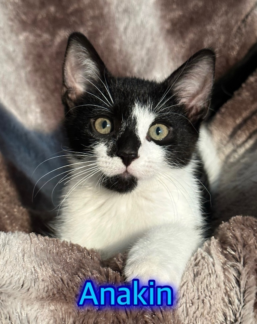 Anakin, a Adopted mixed breed in Howey in the hills, FL image 1/4