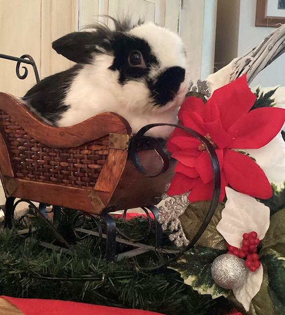 Moonbeam (South Surrey), adopted, Adult Female Lionhead.