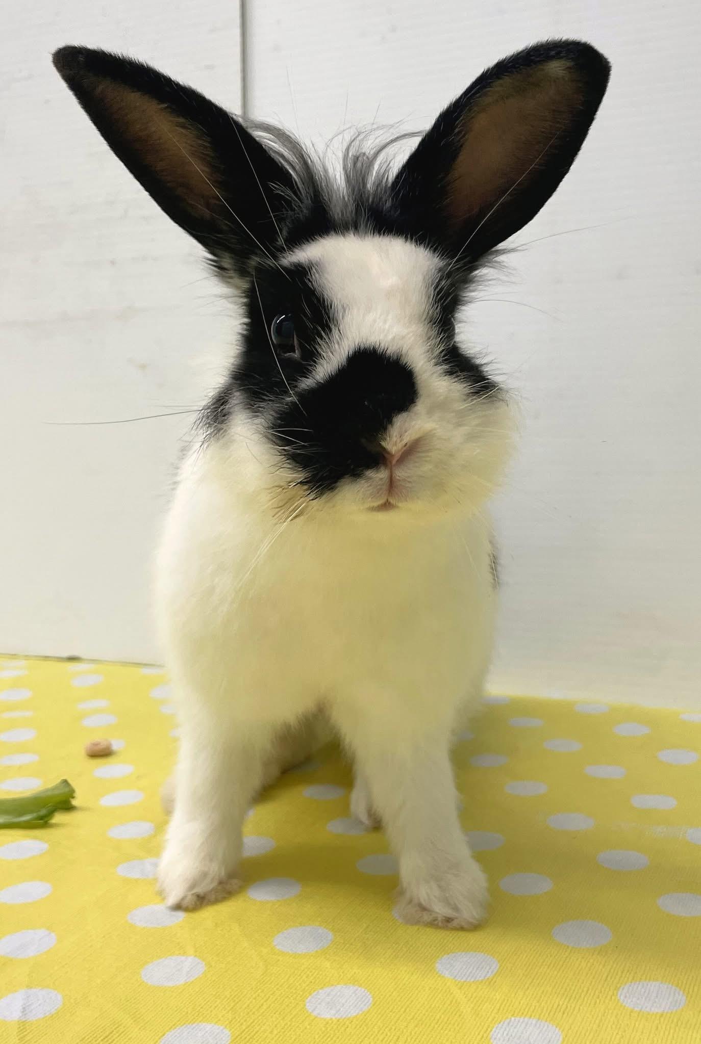 Enlarge Moonbeam (South Surrey), an adopted mixed breed in Vancouver, BC image 3/3