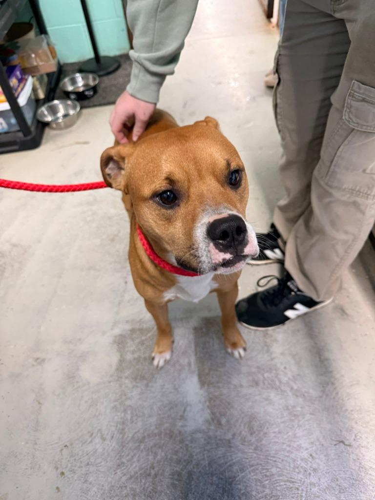 Buster, Adoptable, Young Male Boxer.