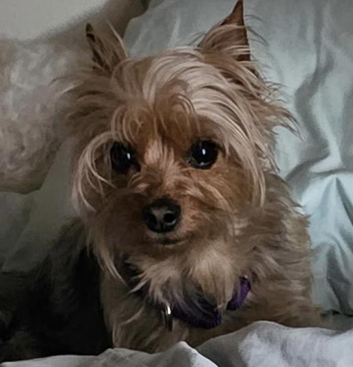 Enlarge Jax, an adoptable Yorkshire Terrier in Silvana, WA image 3/4