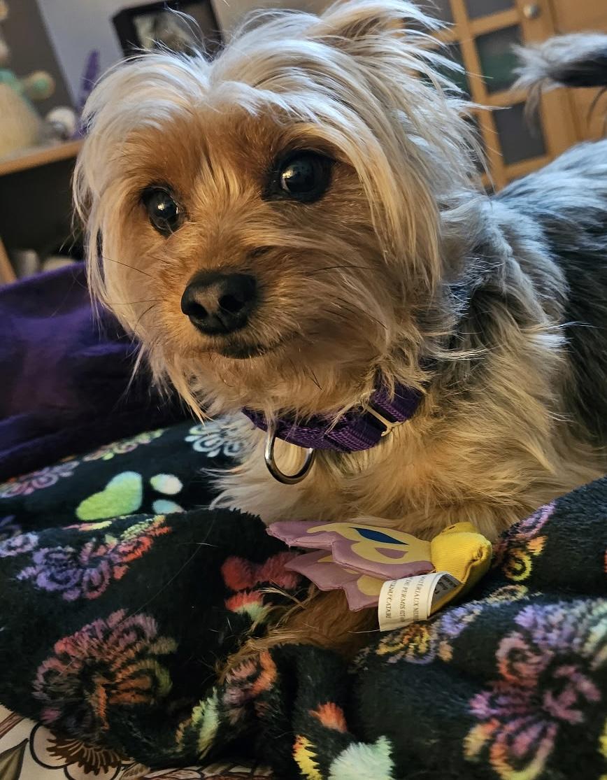 Jax, adopted, Senior Male Yorkshire Terrier.