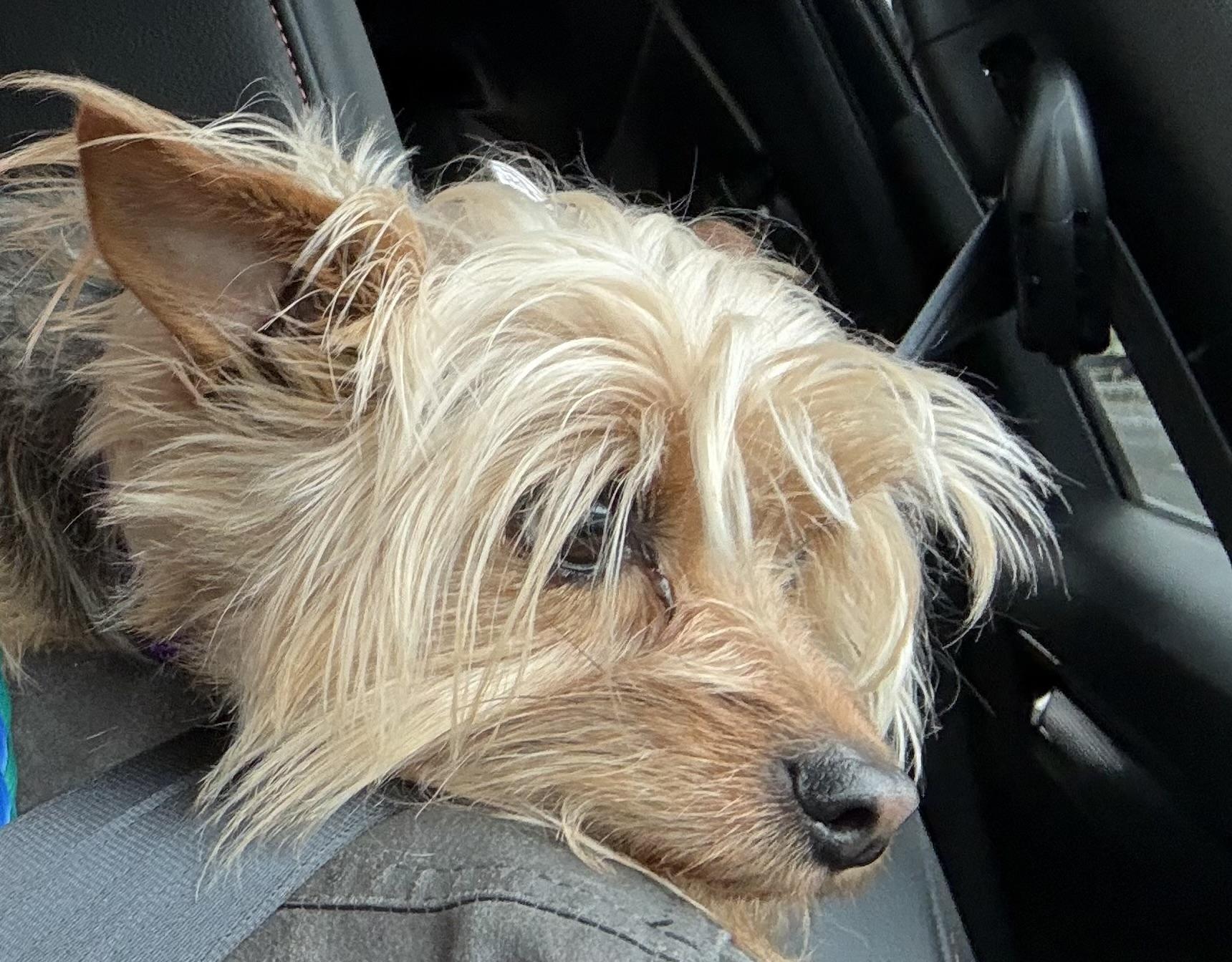 Enlarge Jax, an adoptable Yorkshire Terrier in Silvana, WA image 4/4