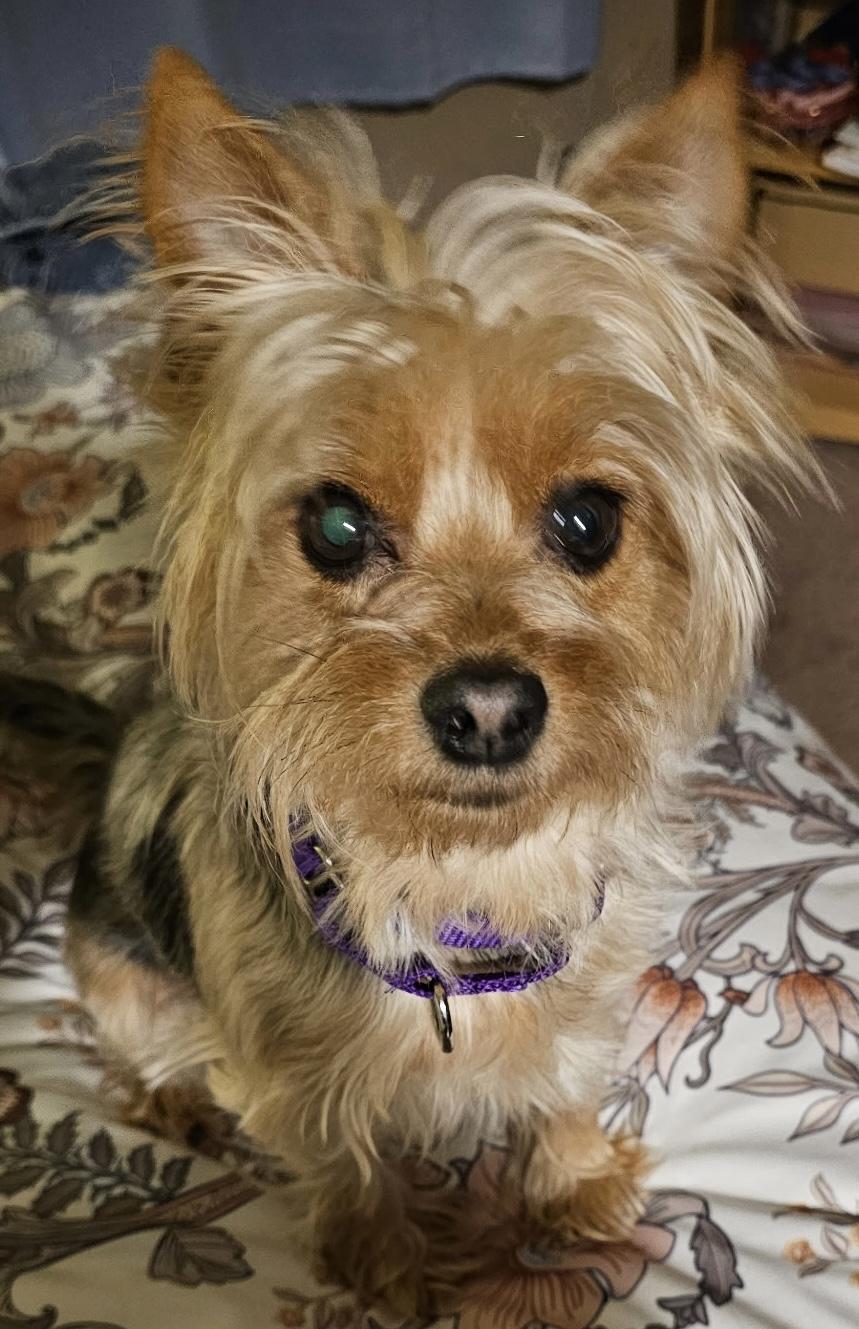 Enlarge Jax, an adoptable Yorkshire Terrier in Silvana, WA image 2/4