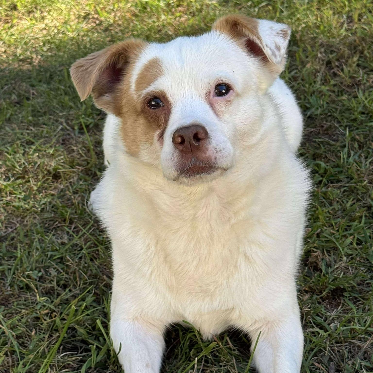 Theo, Adoptable, Adult Male Chihuahua & Jack Russell Terrier.